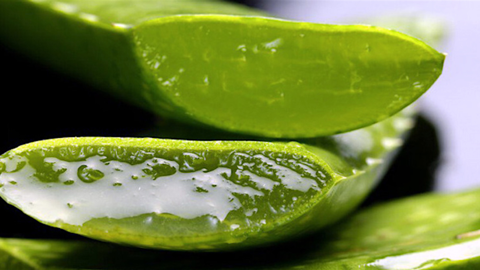 Aloe Vera: The Plant of Immortality